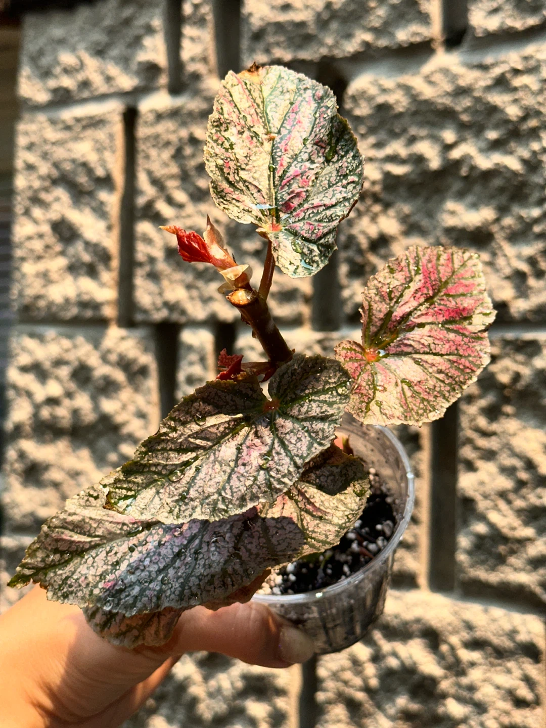 Begonia Polka Dot Plant Bundle - photo 4