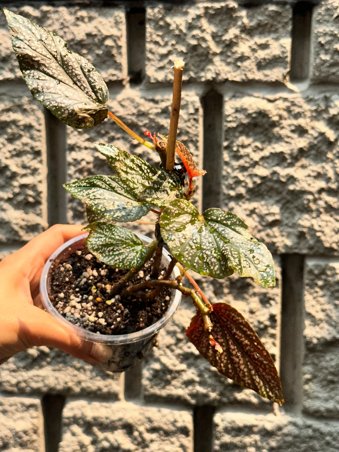 Begonia Polka Dot Plant Bundle - photo 5