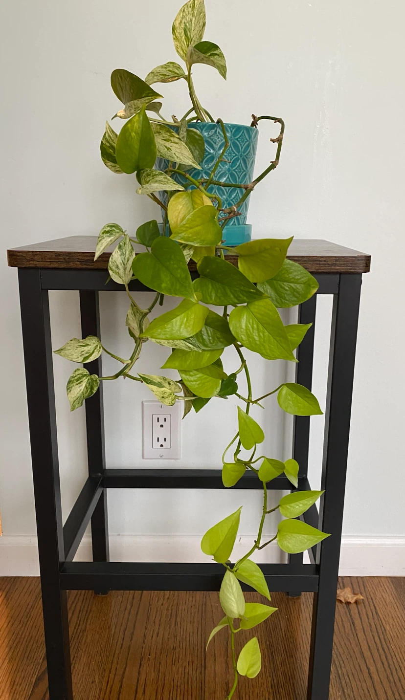 Pothos Plant in Teal Ceramic Pot