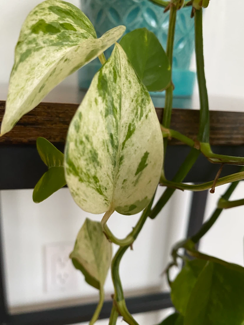 Pothos Plant in Teal Ceramic Pot - photo 2