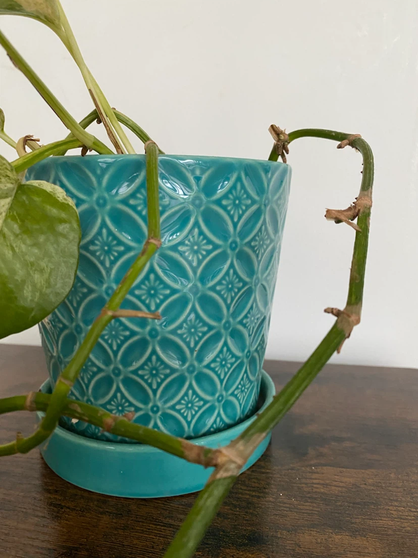 Pothos Plant in Teal Ceramic Pot - photo 3
