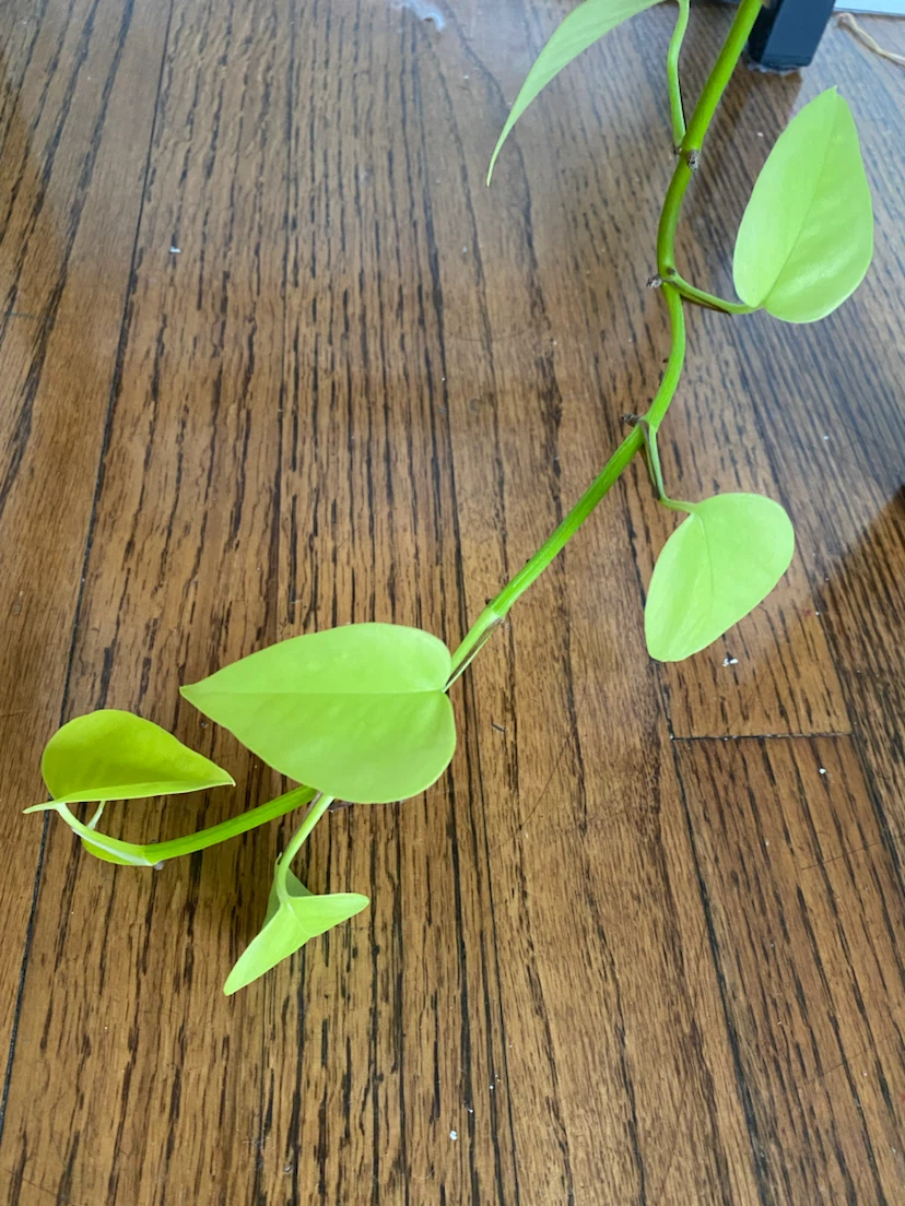 Pothos Plant in Teal Ceramic Pot - photo 4