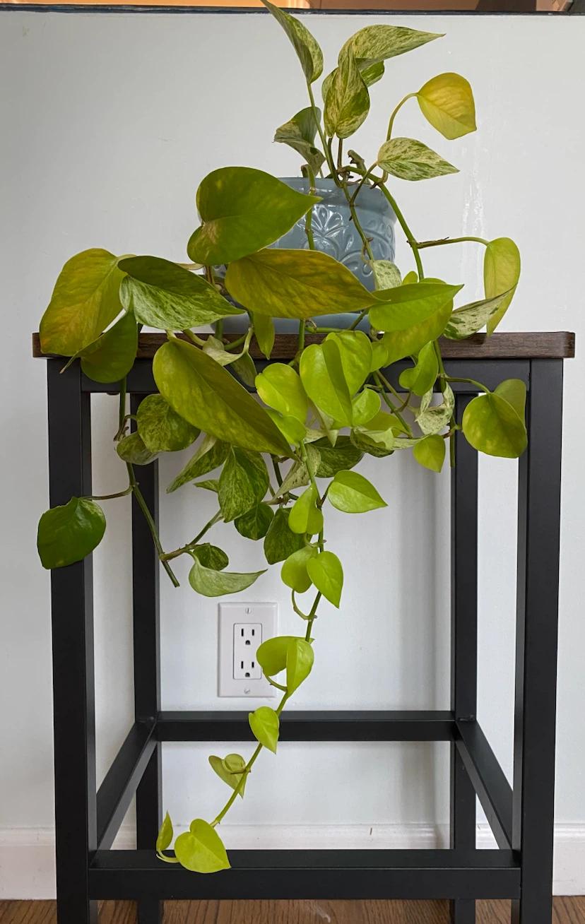 Pothos Plant
