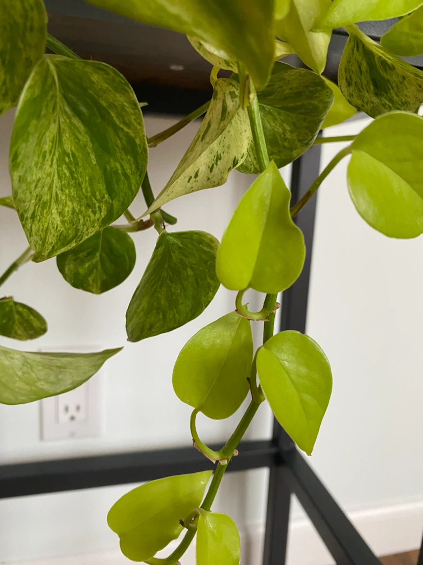 Pothos Plant - photo 2