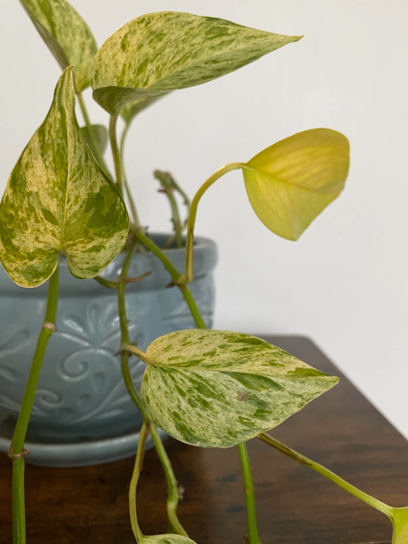 Pothos Plant - photo 3