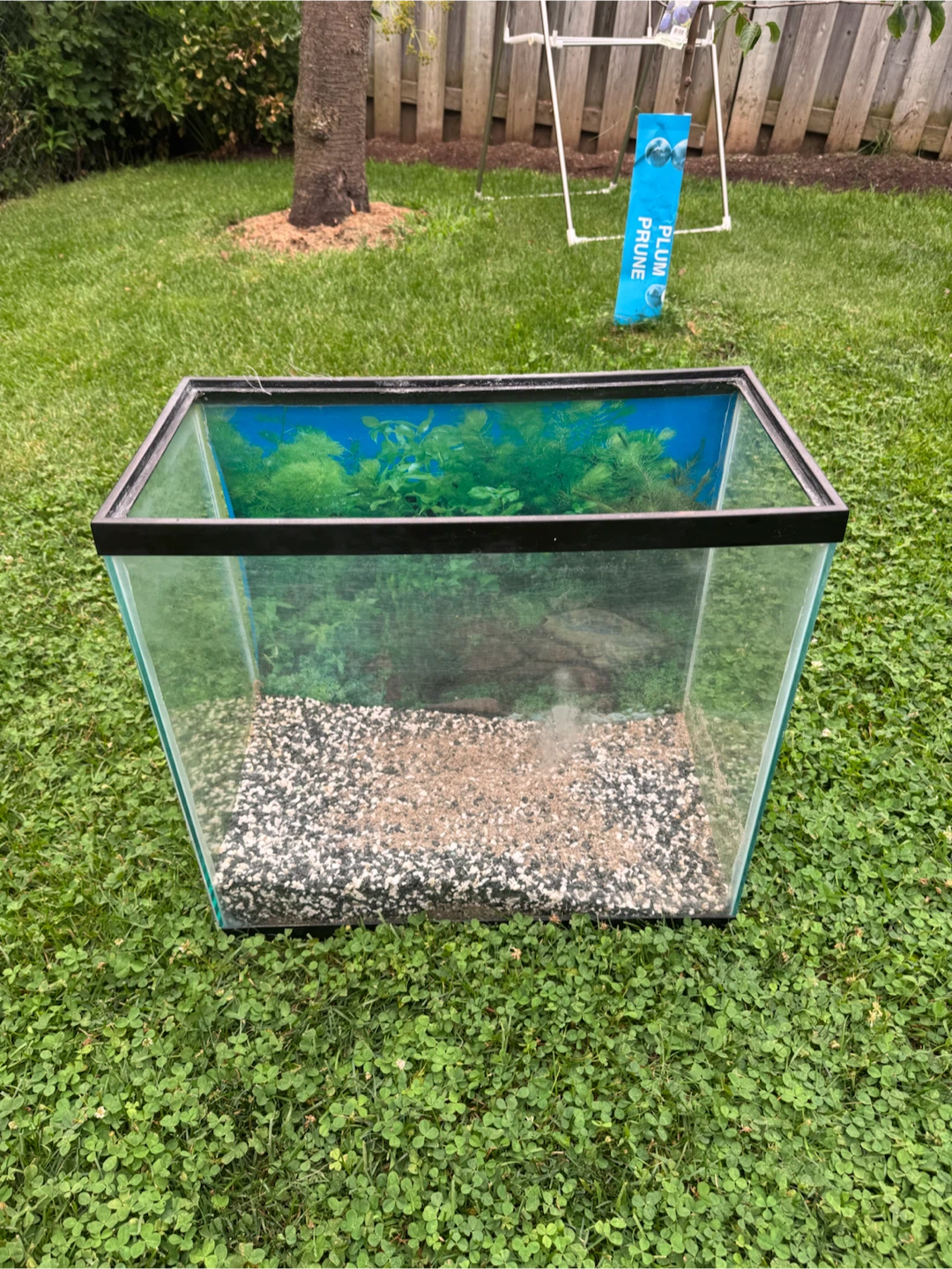 Glass Aquarium Tank
