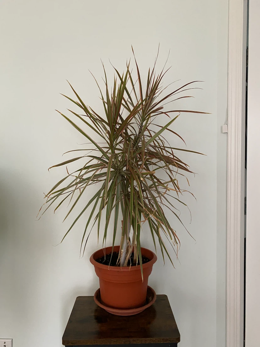 Dracaena marginata Plant