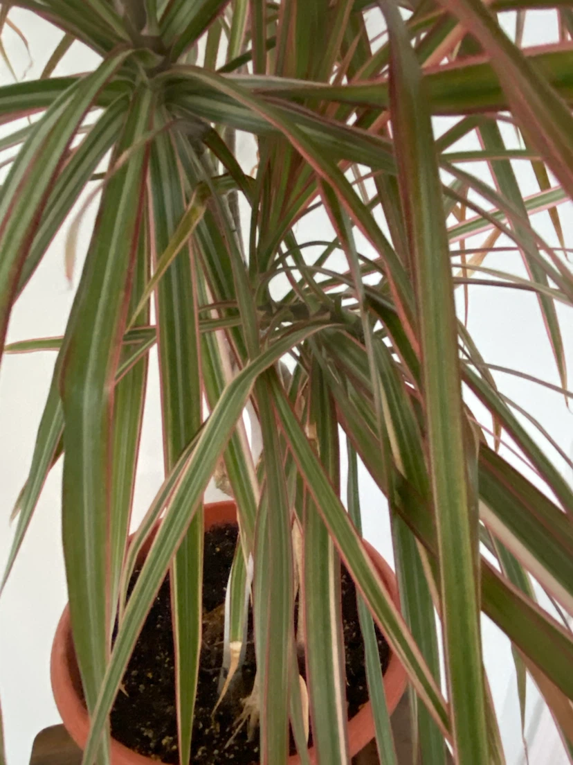 Dracaena marginata Plant - photo 2