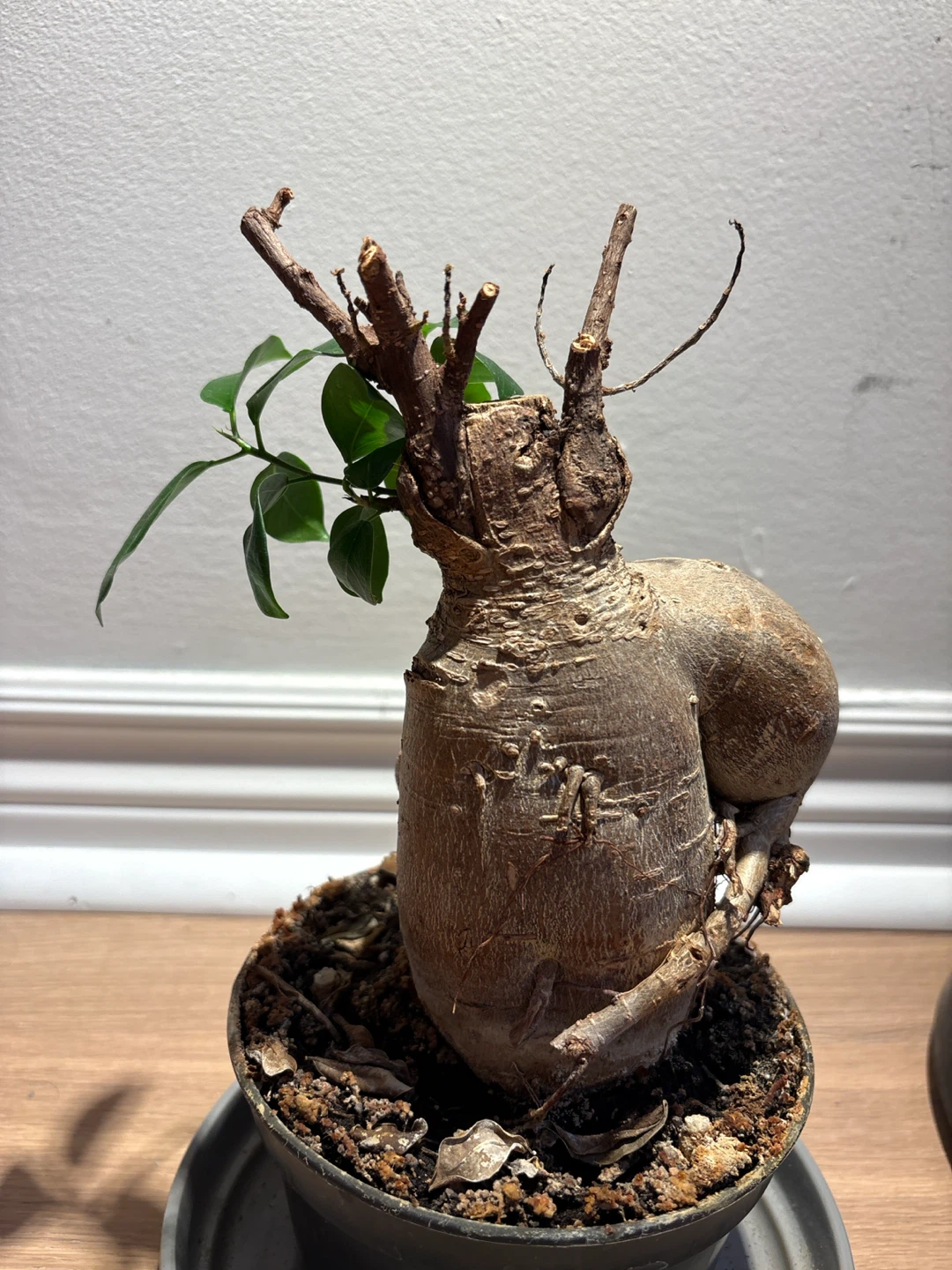 Lucky Bonsai Tree Ficus Microcarpa Ginseng