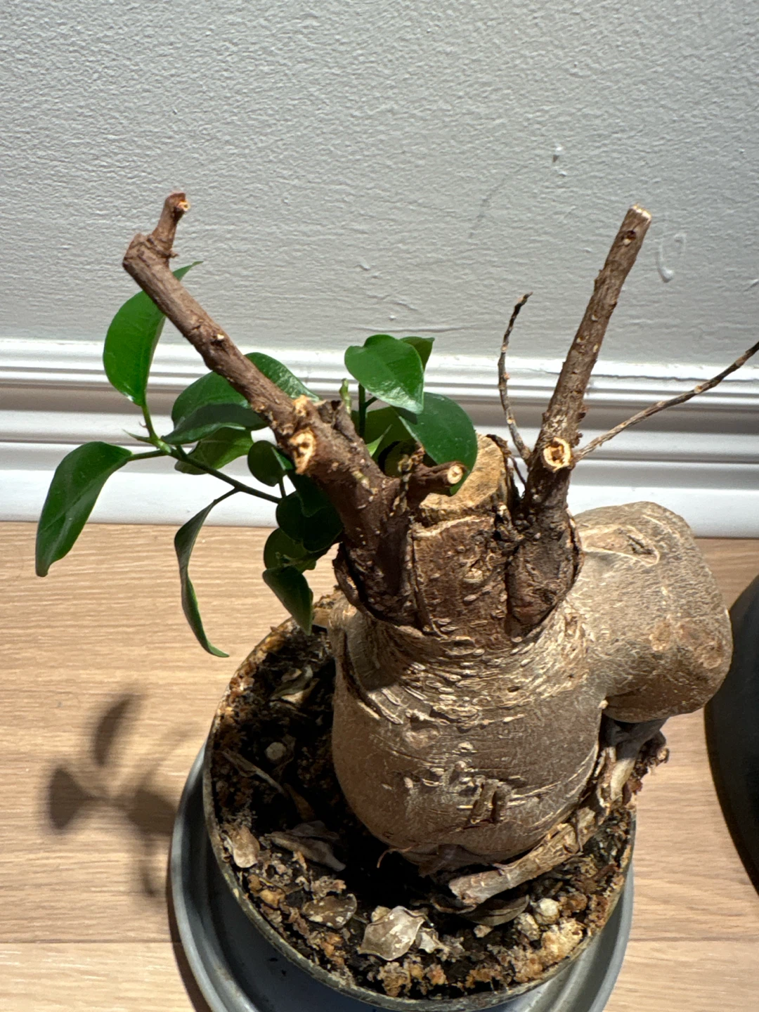 Lucky Bonsai Tree Ficus Microcarpa Ginseng - photo 2