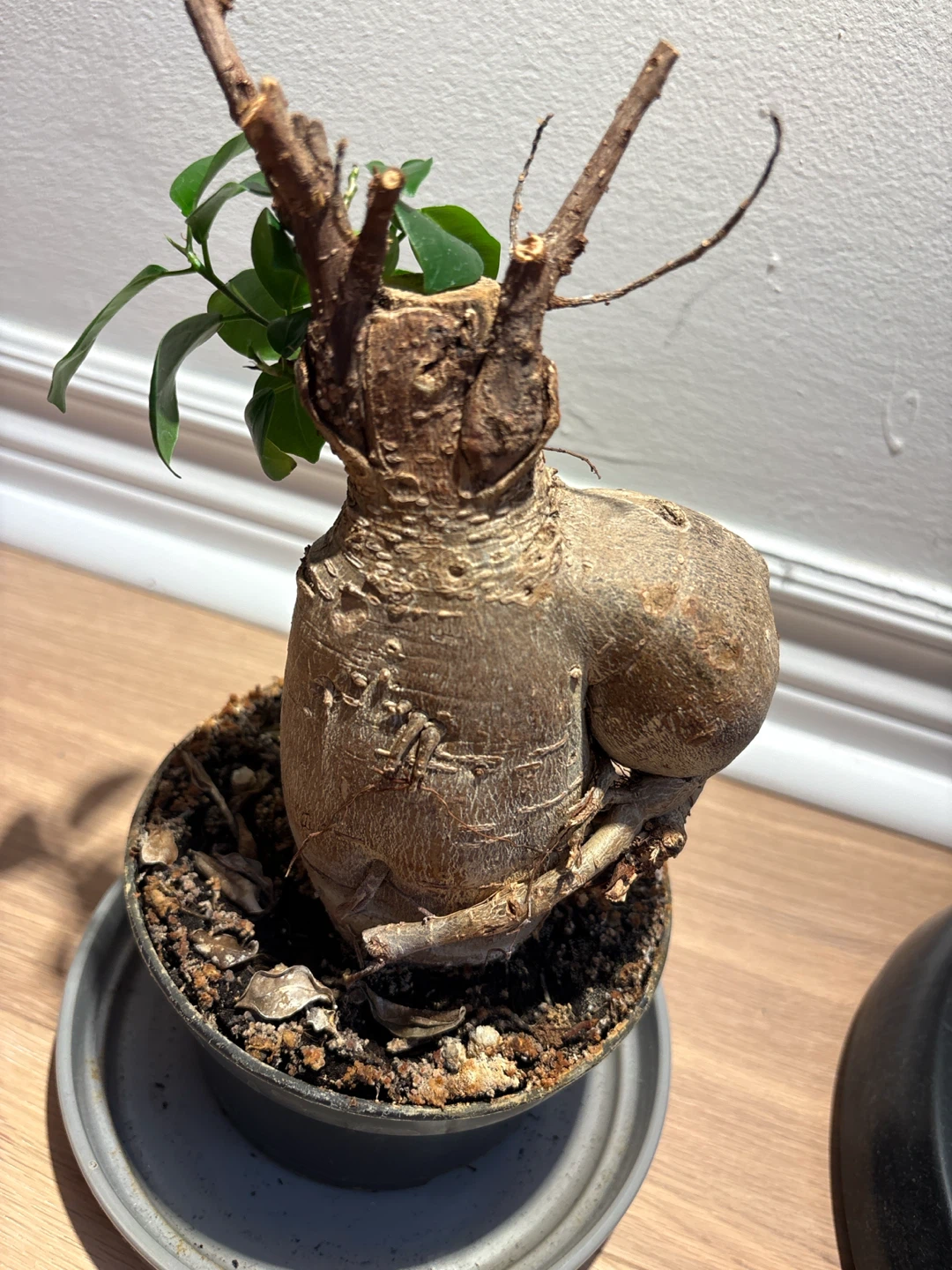 Lucky Bonsai Tree Ficus Microcarpa Ginseng - photo 3