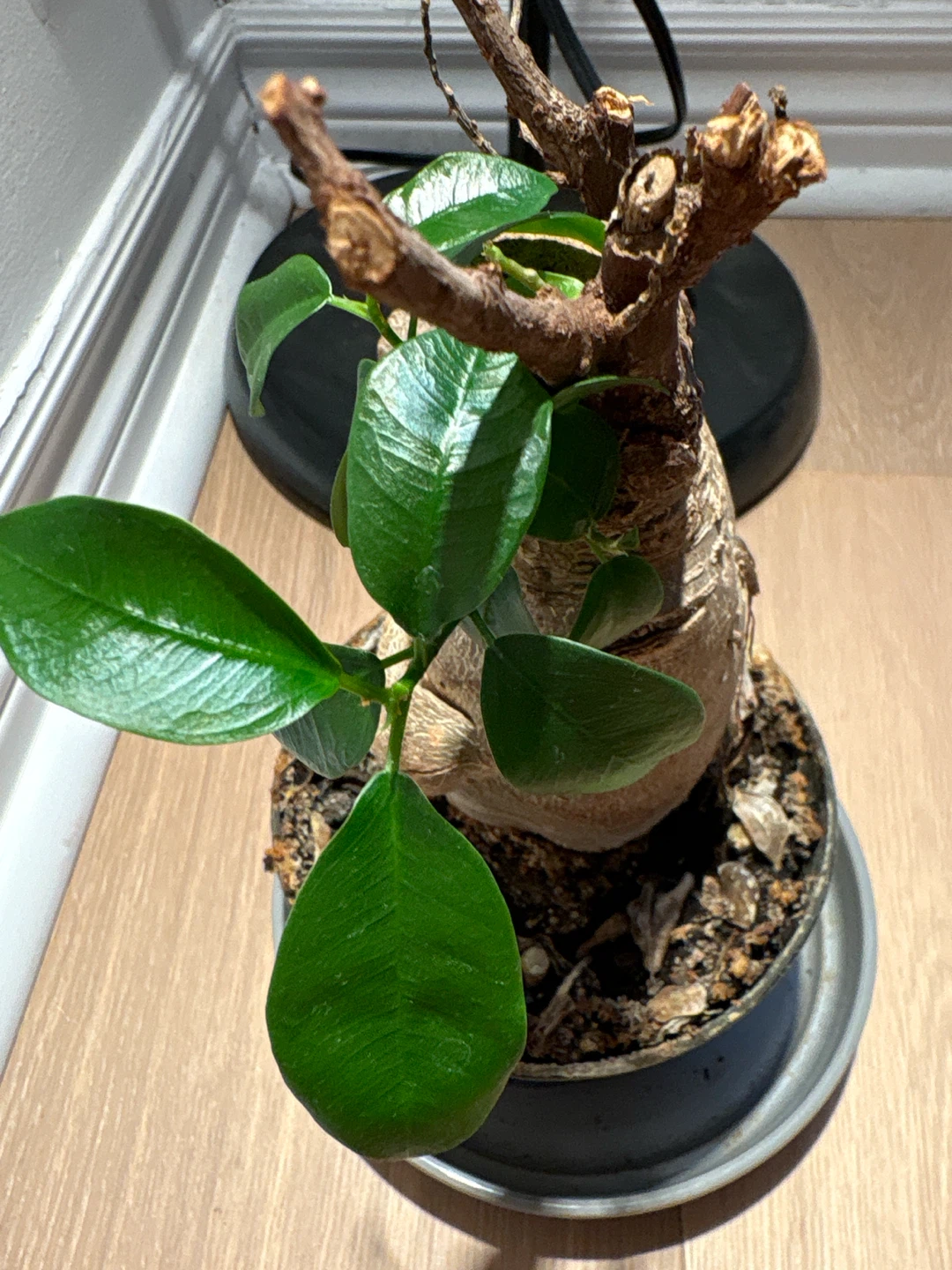 Lucky Bonsai Tree Ficus Microcarpa Ginseng - photo 4