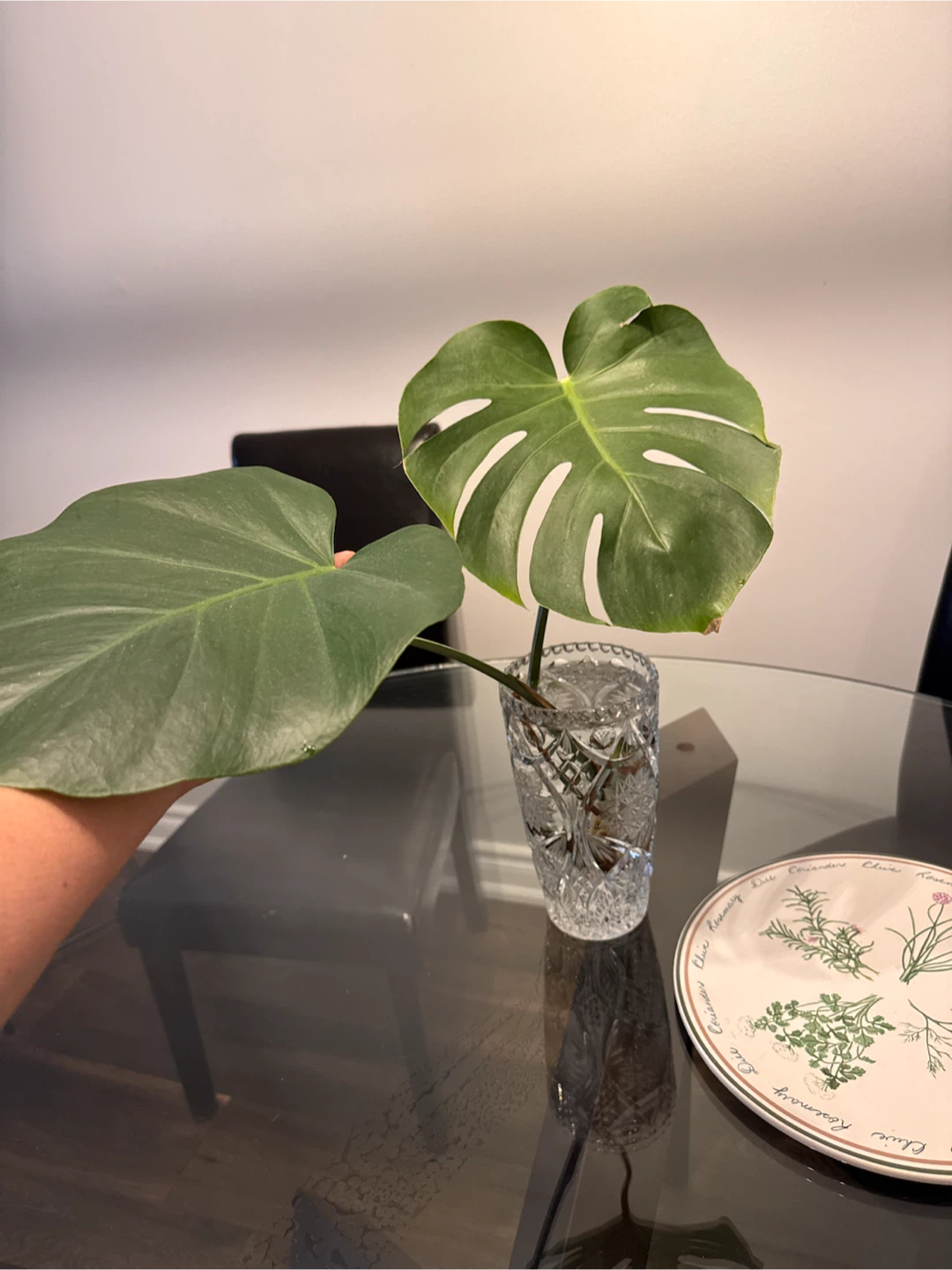 Monstera Deliciosa Cutting