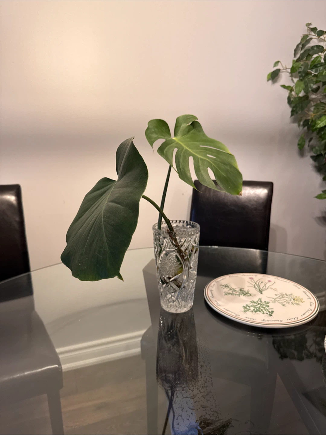 Monstera Deliciosa Cutting - photo 2