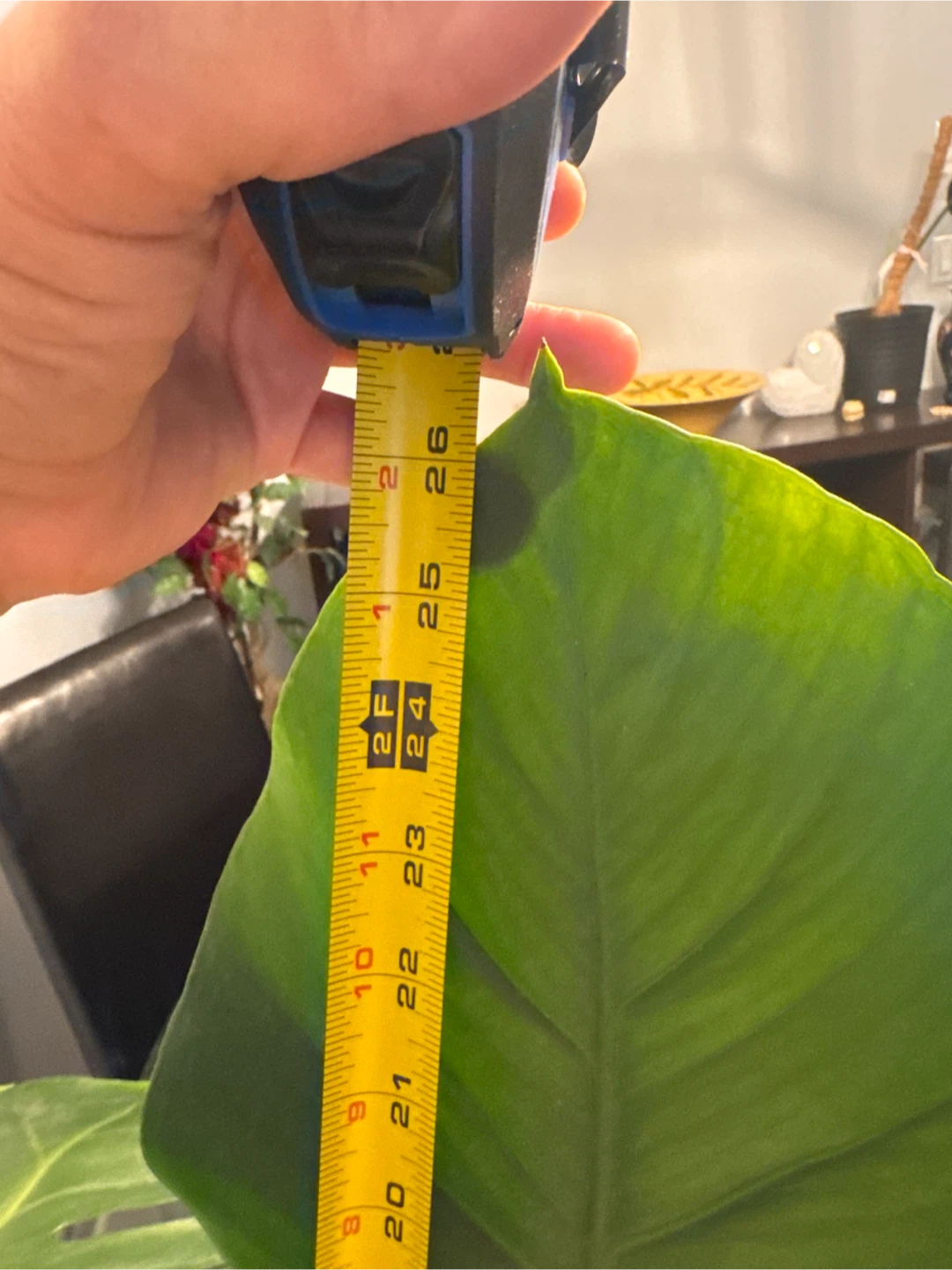 Monstera Deliciosa Cutting - photo 3