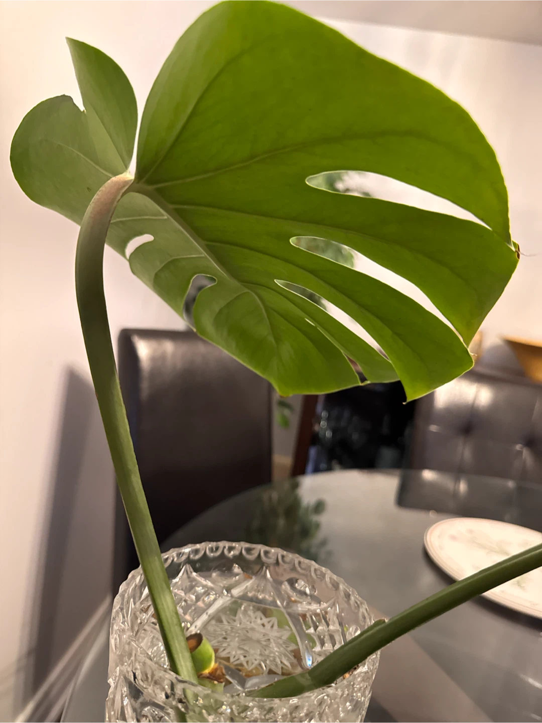 Monstera Deliciosa Cutting - photo 4