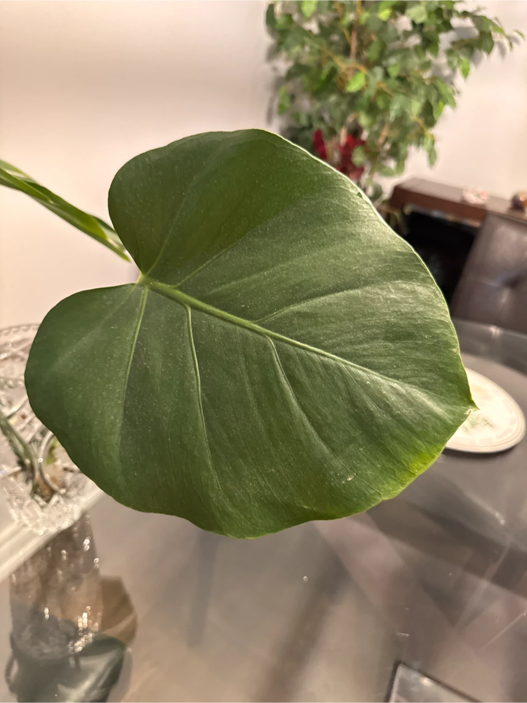 Monstera Deliciosa Cutting - photo 5
