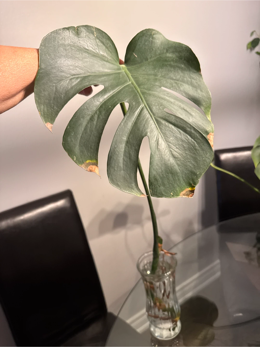 Monstera Plant Cutting