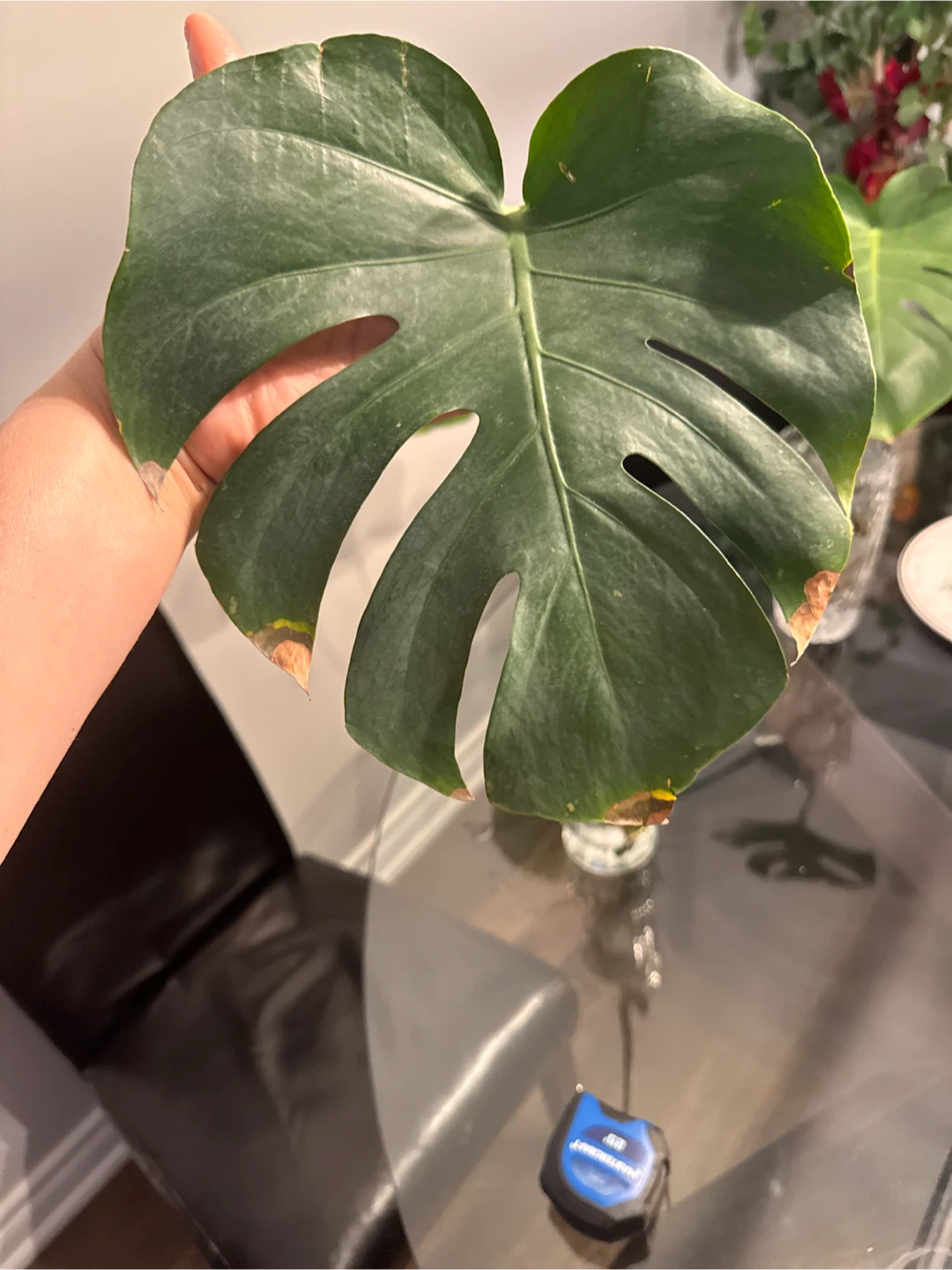 Monstera Plant Cutting - photo 2