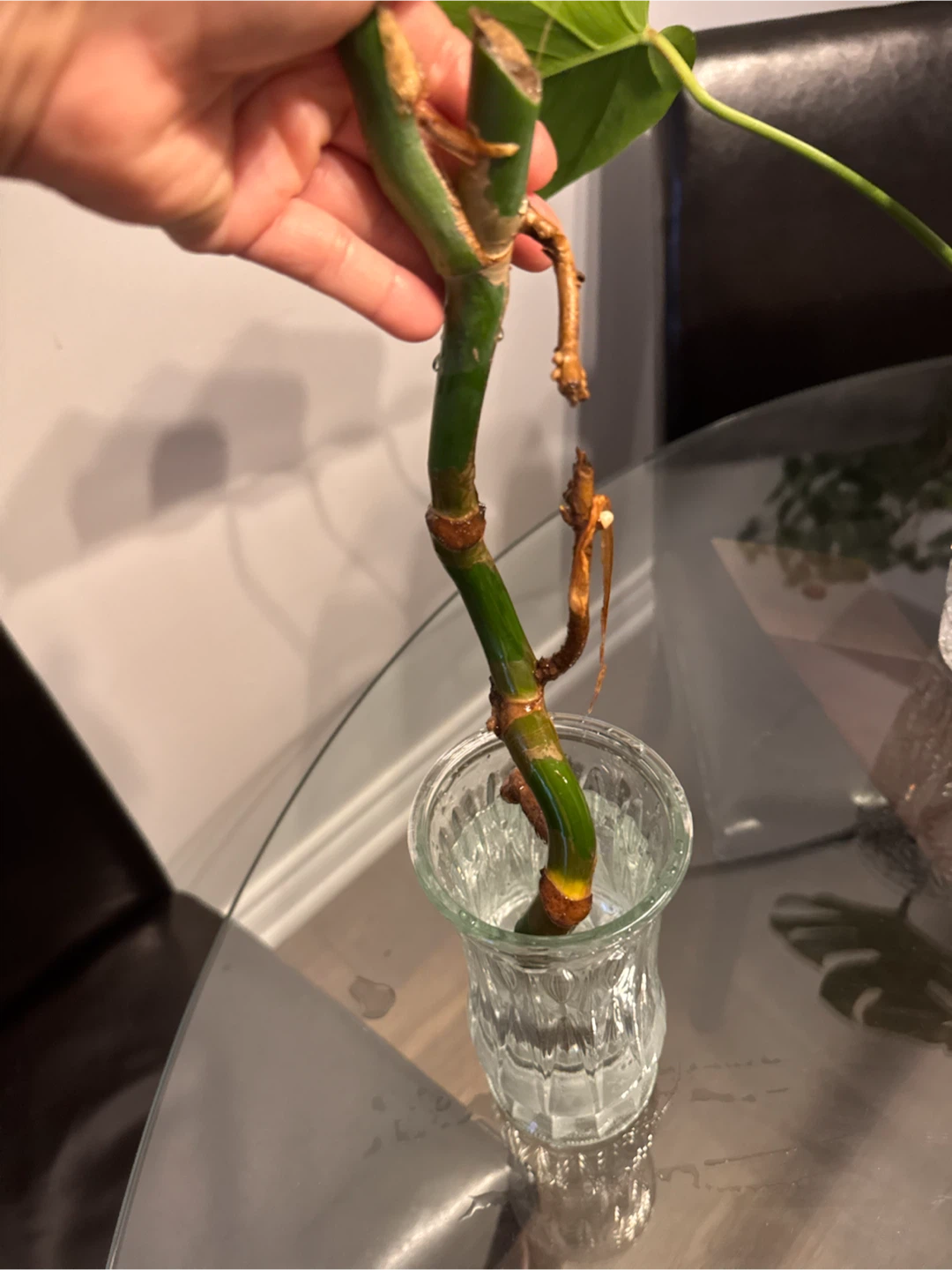 Monstera Plant Cutting - photo 3