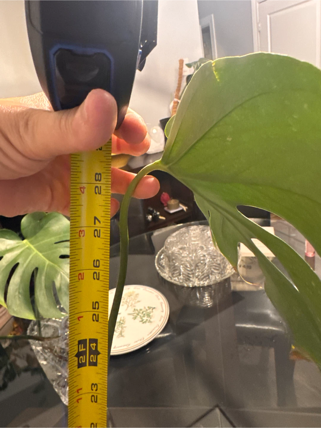 Monstera Plant Cutting - photo 4