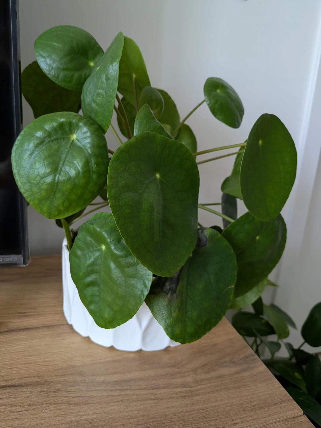 Pilea Peperomioides Plant