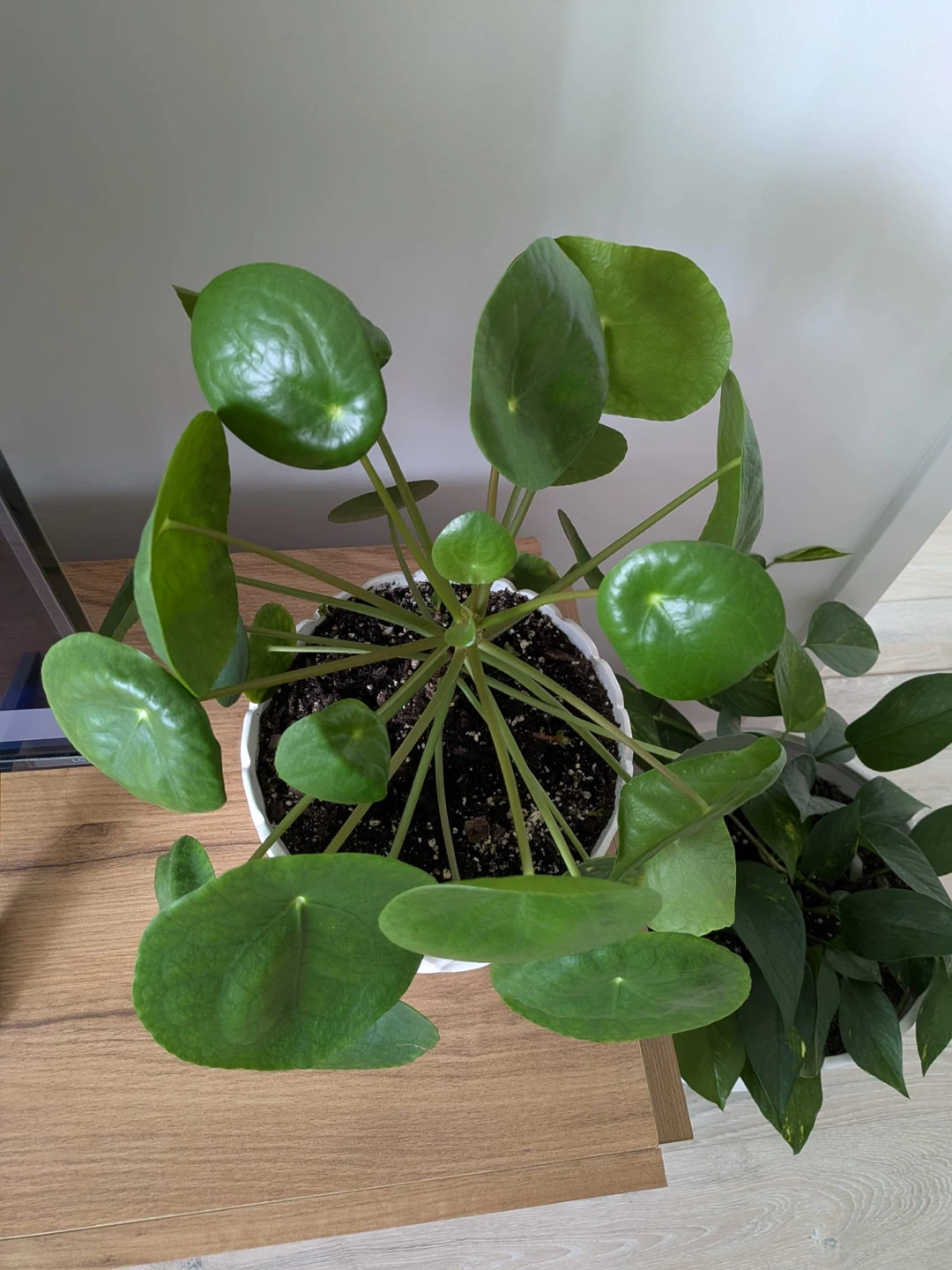 Pilea Peperomioides Plant - photo 2
