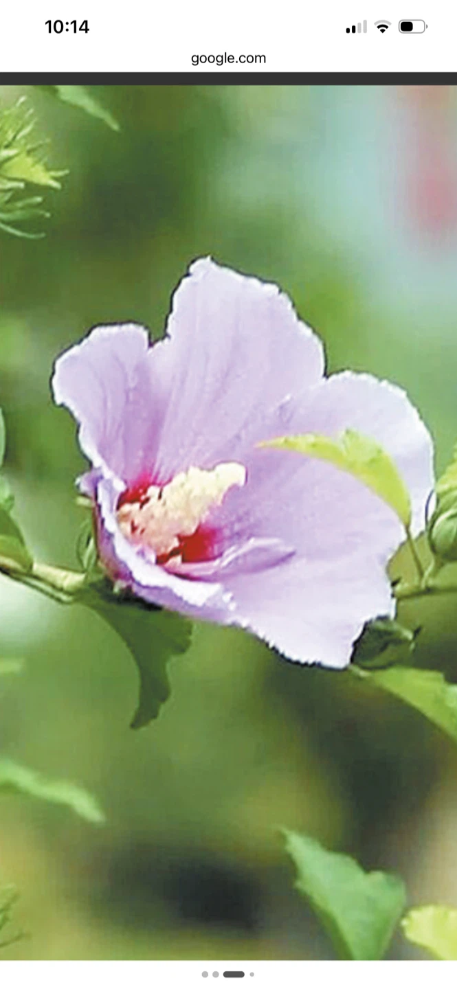 Rose of Sharon plants - photo 2