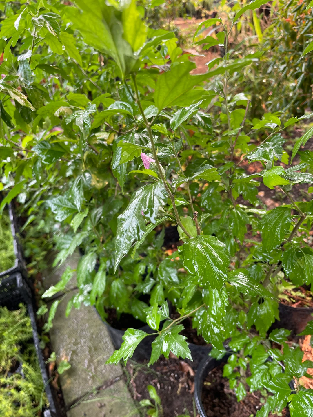 Rose of Sharon plants - photo 3