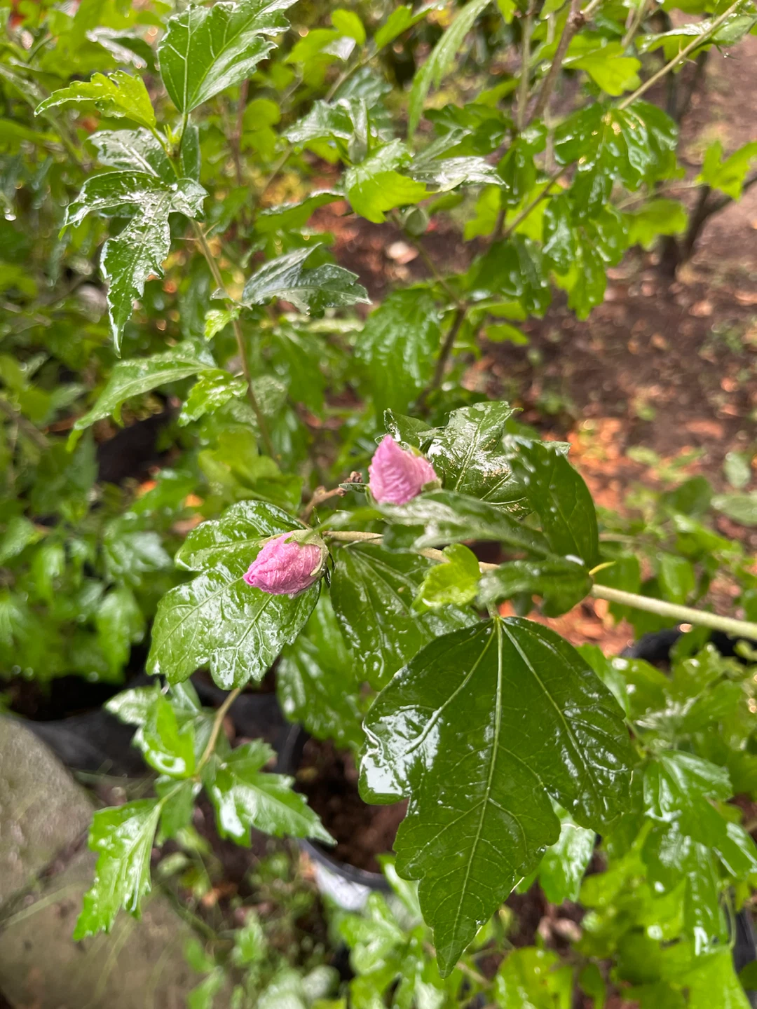 Rose of Sharon plants - photo 4
