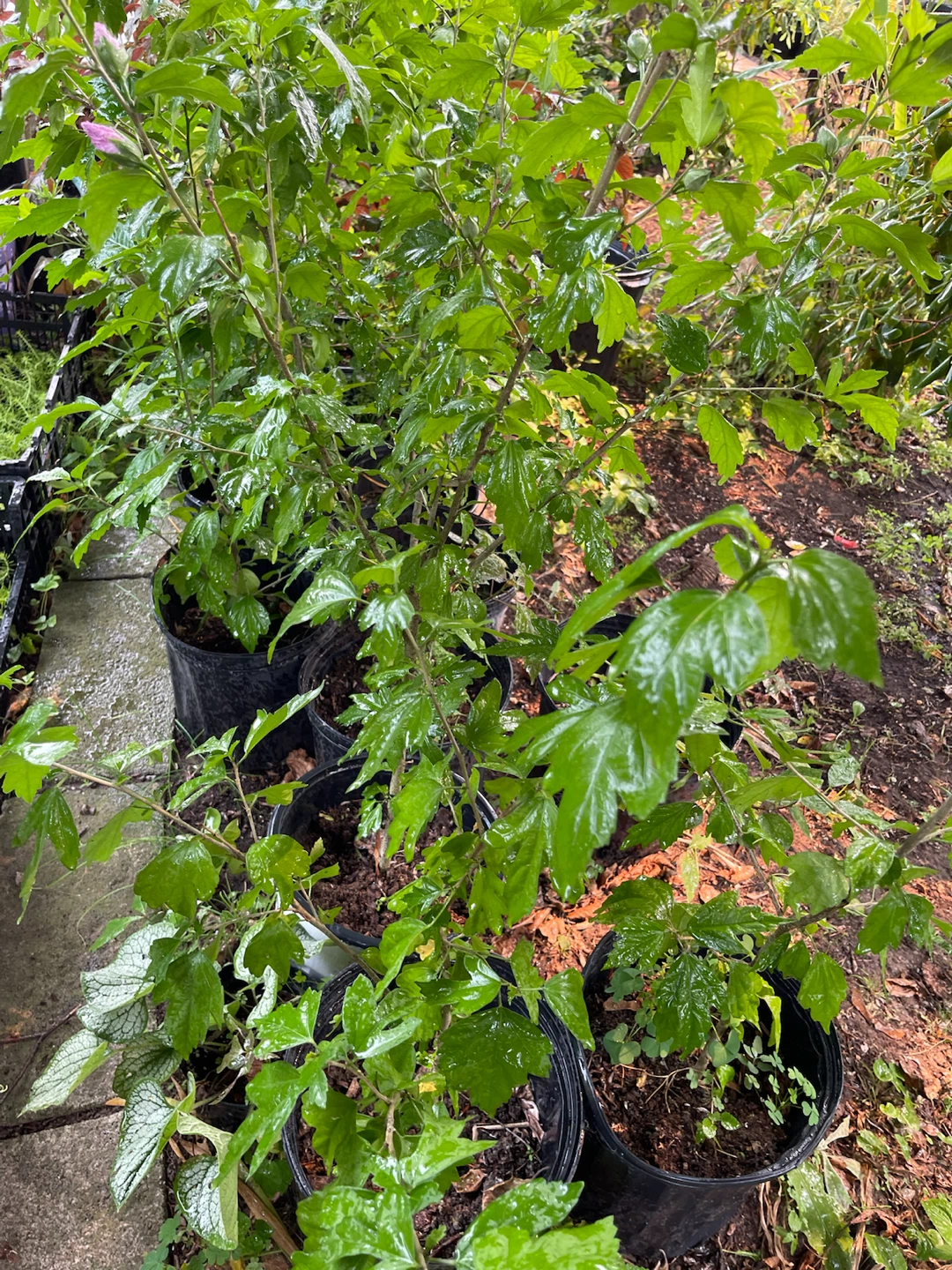 Rose of Sharon plants - photo 5