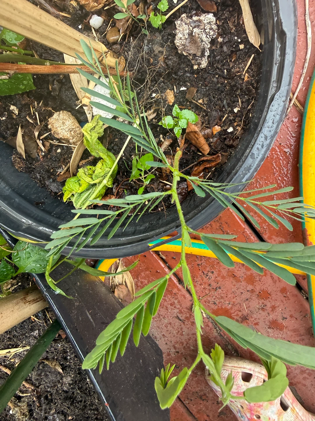 Mimosa Plant