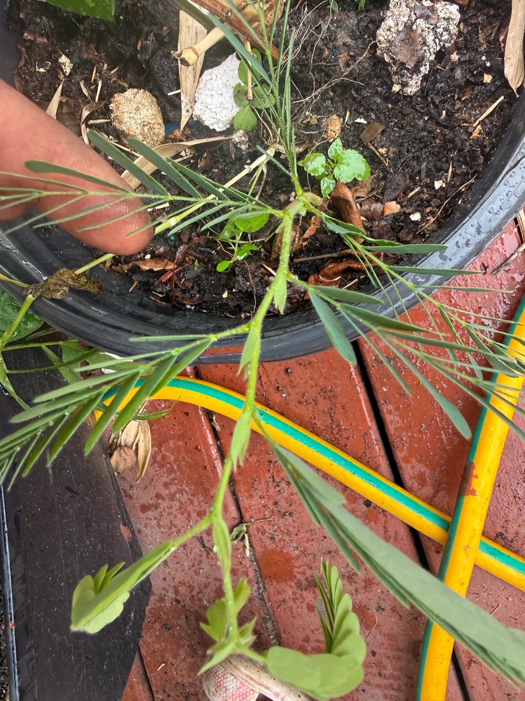 Mimosa Plant - photo 2