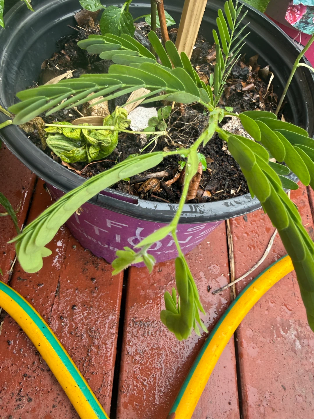 Mimosa Plant - photo 3