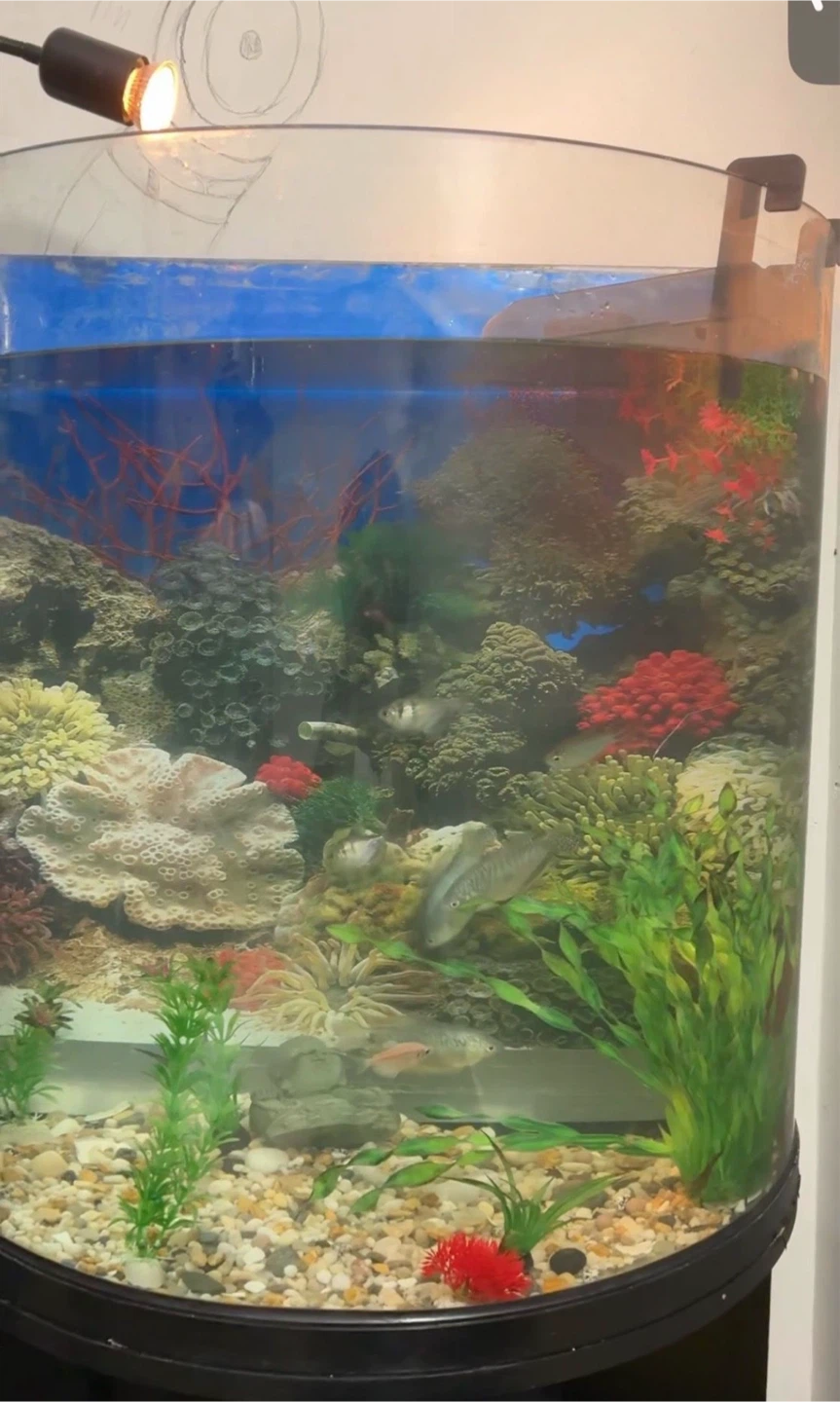 Tall Curved Aquarium Fish Tank