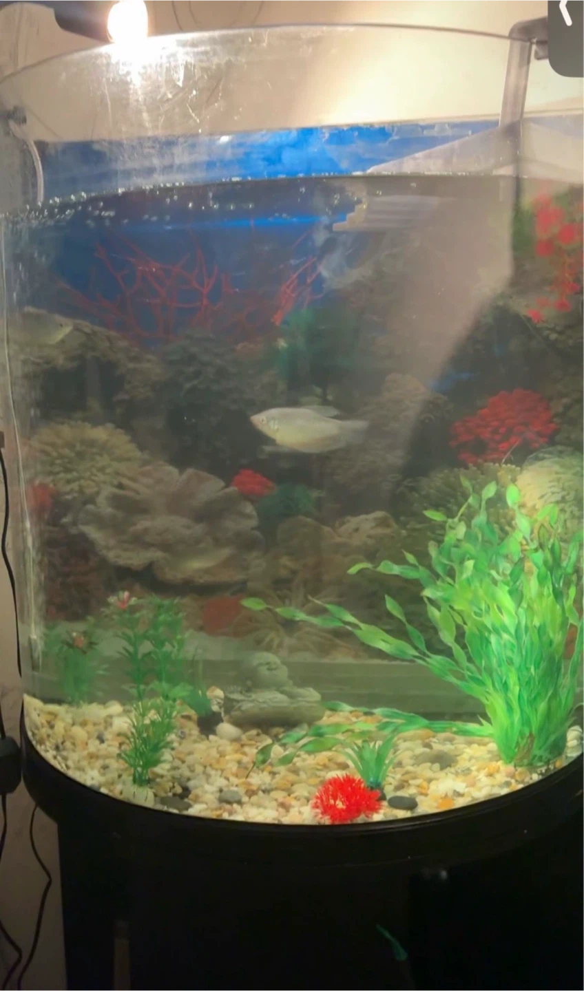 Tall Curved Aquarium Fish Tank - photo 2