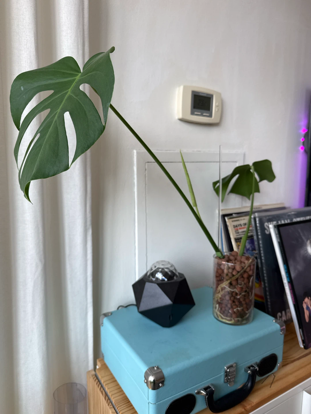 Monstera plant cutting in semi-hydro