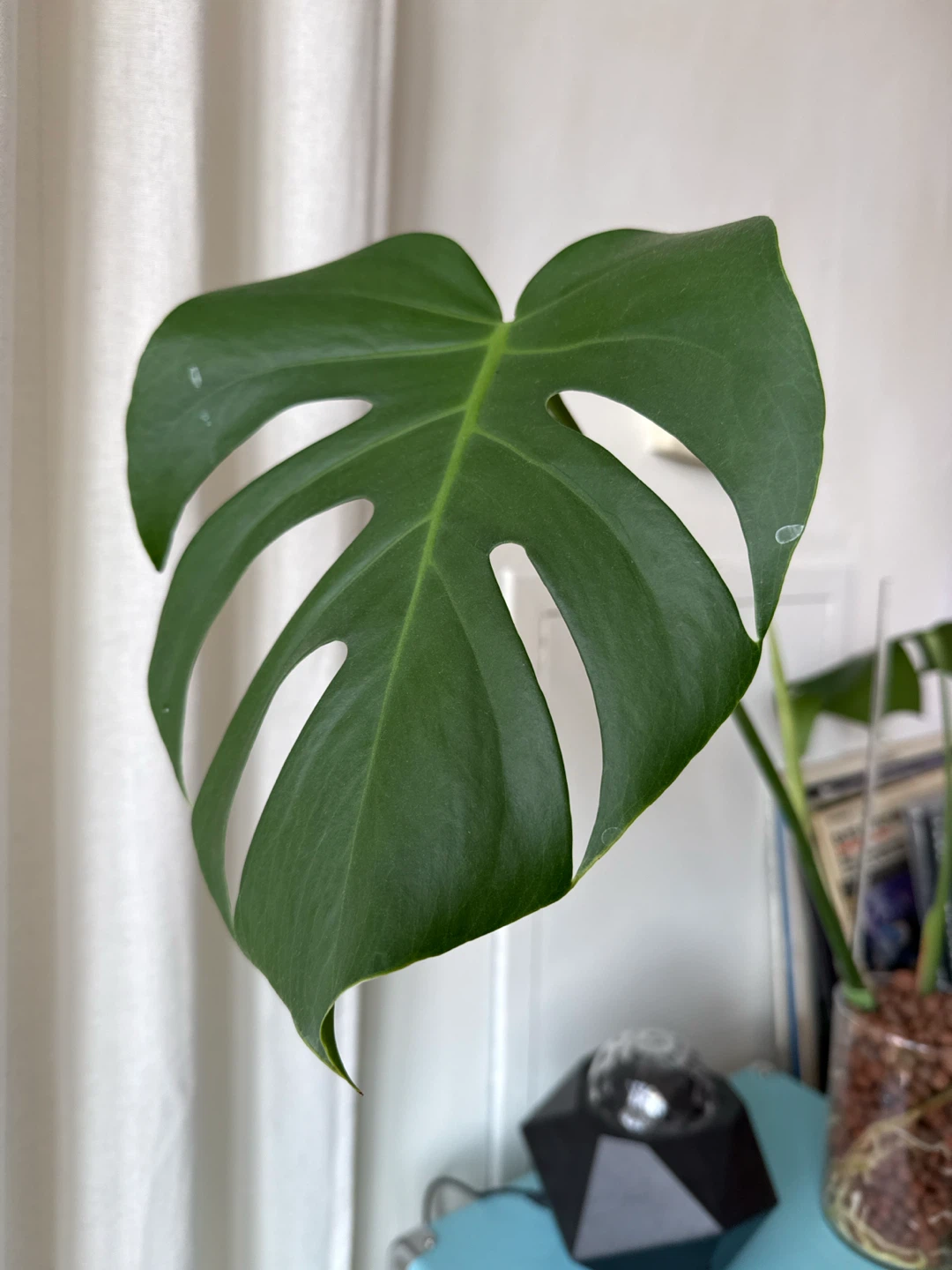 Monstera plant cutting in semi-hydro - photo 2