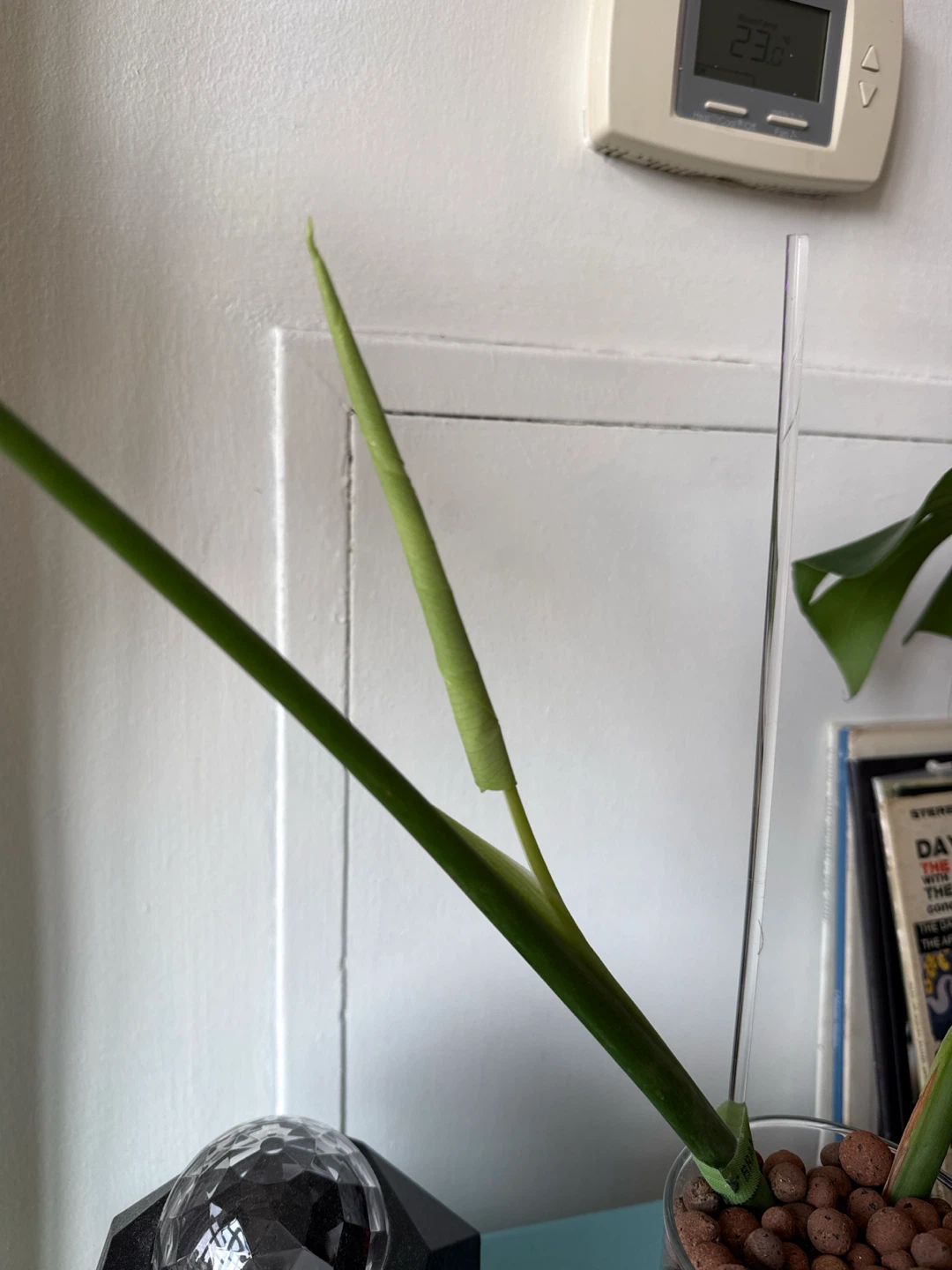 Monstera plant cutting in semi-hydro - photo 3