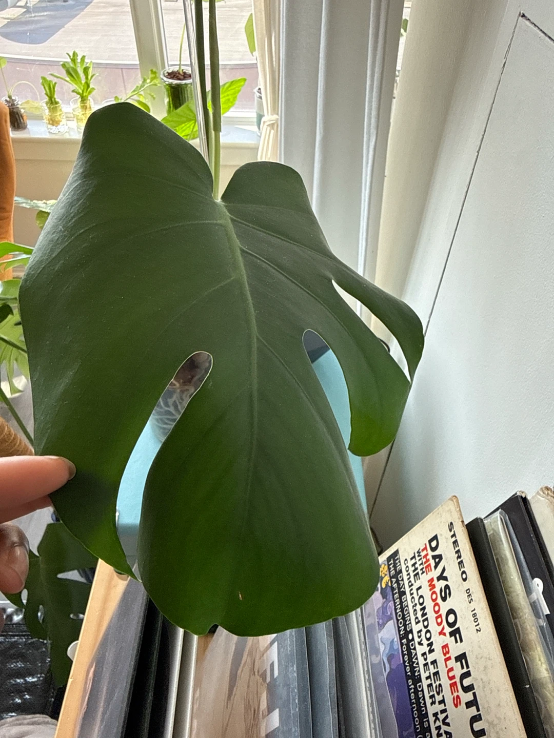Monstera plant cutting in semi-hydro - photo 4