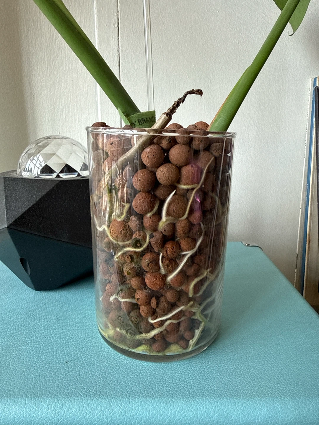 Monstera plant cutting in semi-hydro - photo 5