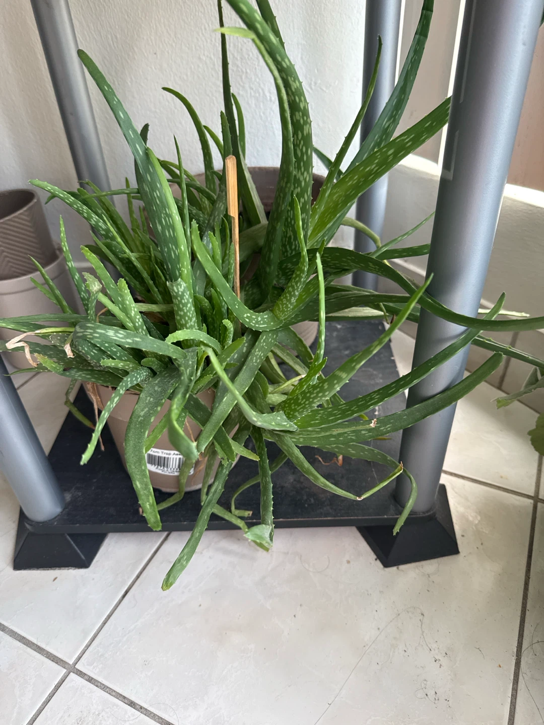 Aloe Vera Plant