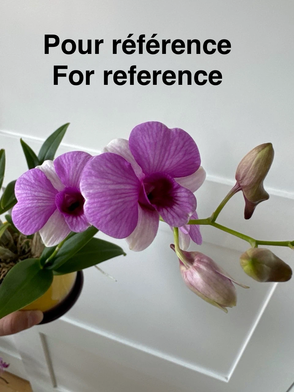 Orchidée Dendrobium bigibbum x Pink Pixie