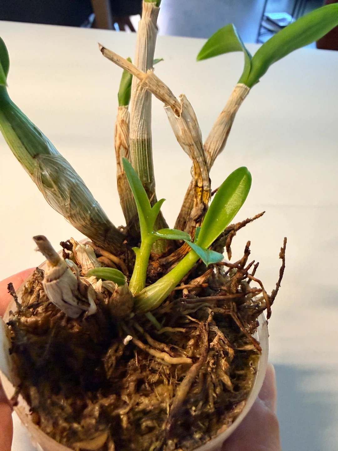 Orchidée Dendrobium bigibbum x Pink Pixie - photo 3