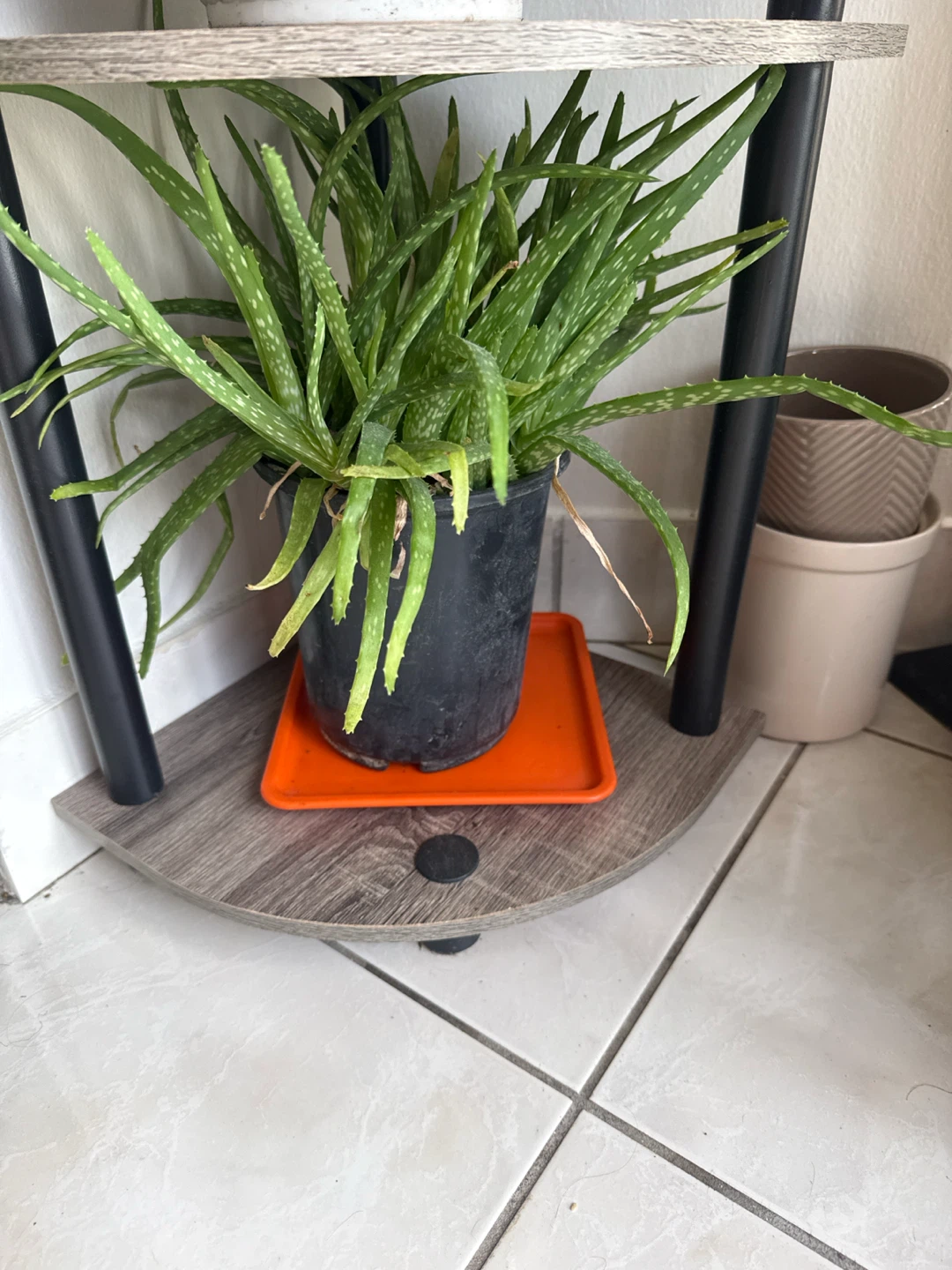 Aloe Vera Plant