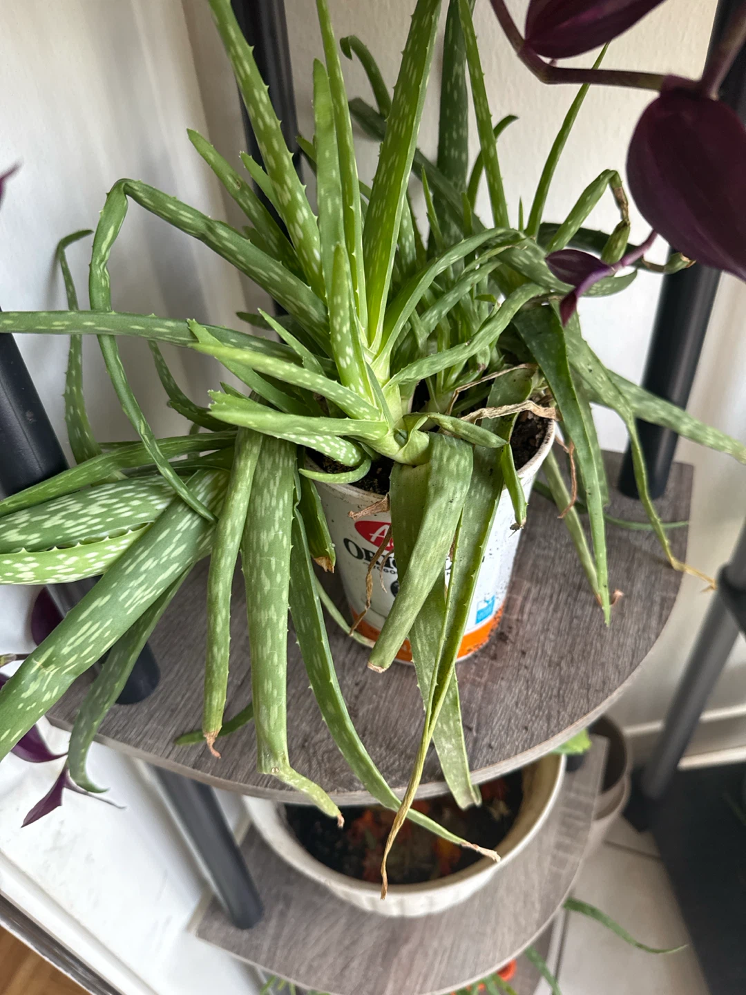 Aloe Vera Plant