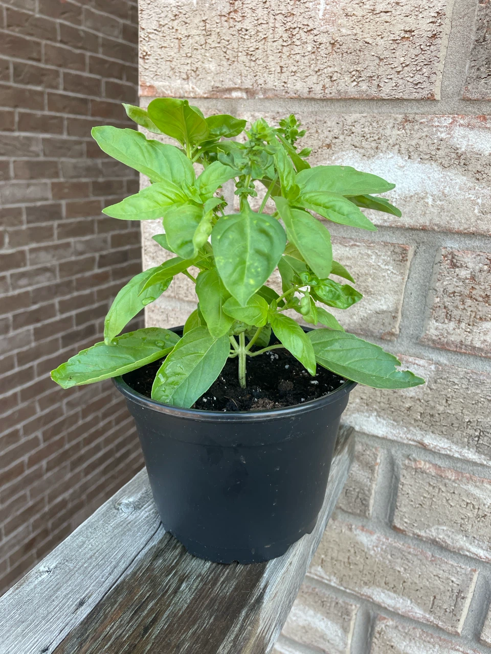 Live Basil Plant in Pot