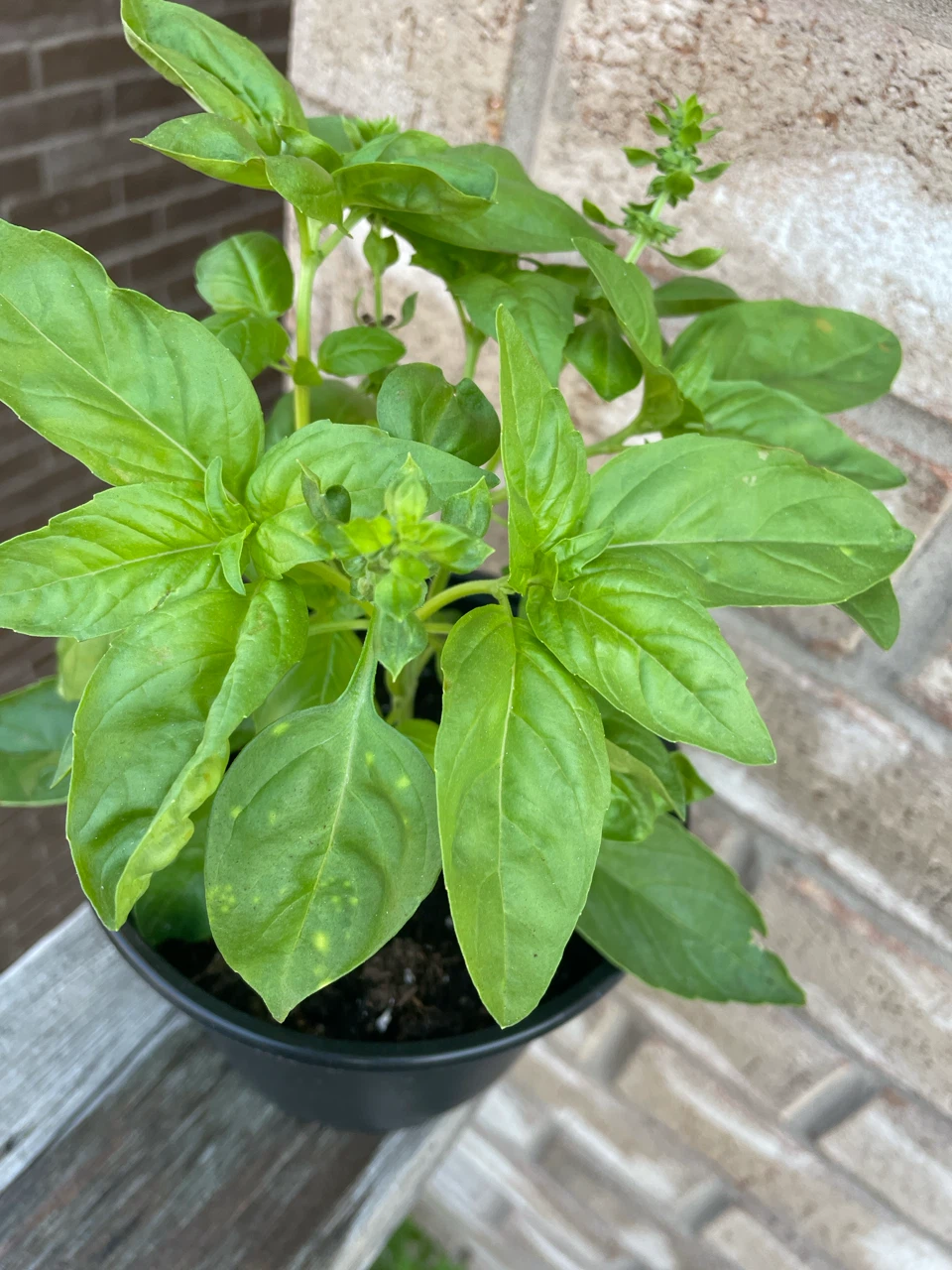 Live Basil Plant in Pot - photo 2