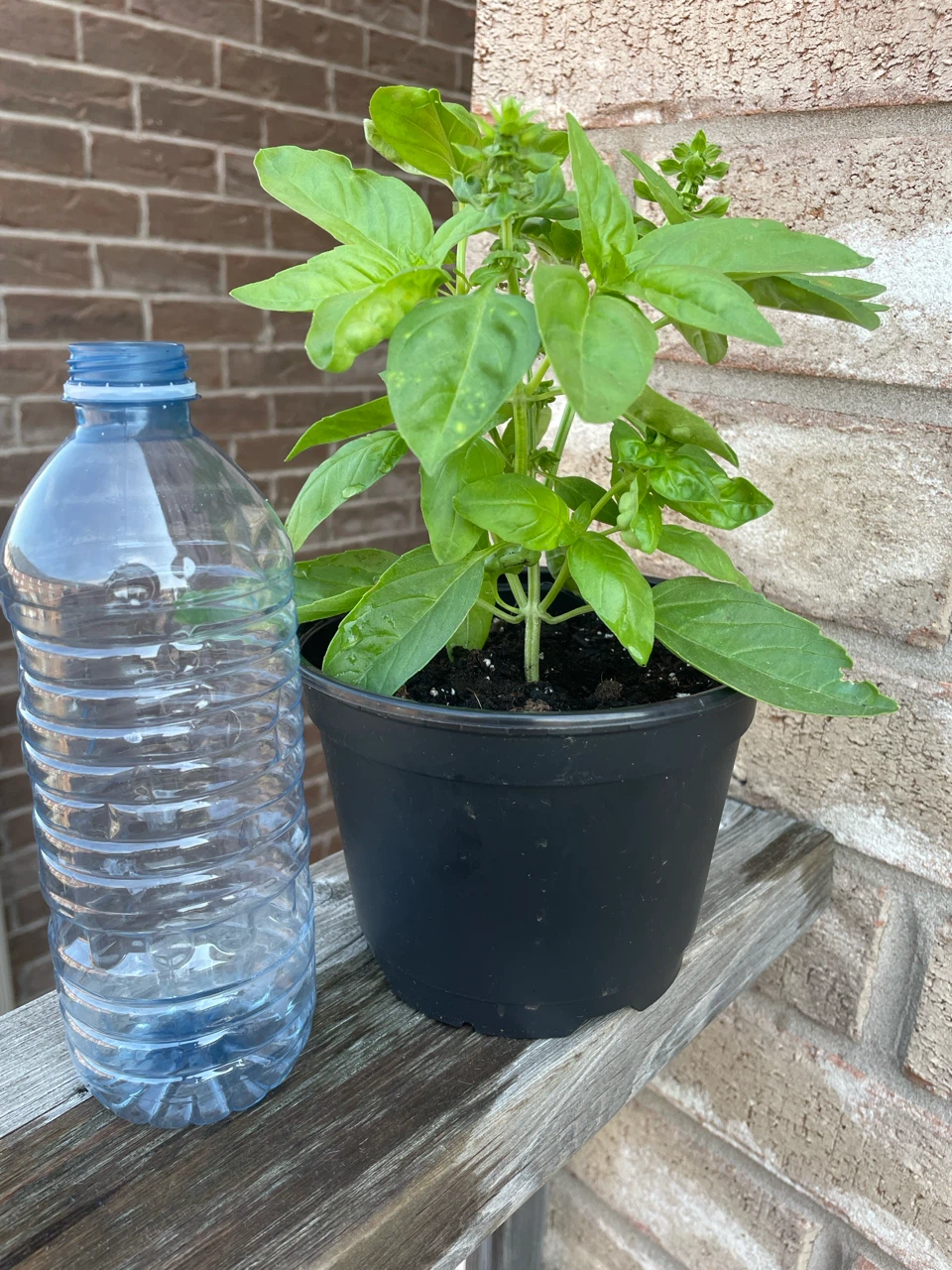 Live Basil Plant in Pot - photo 3