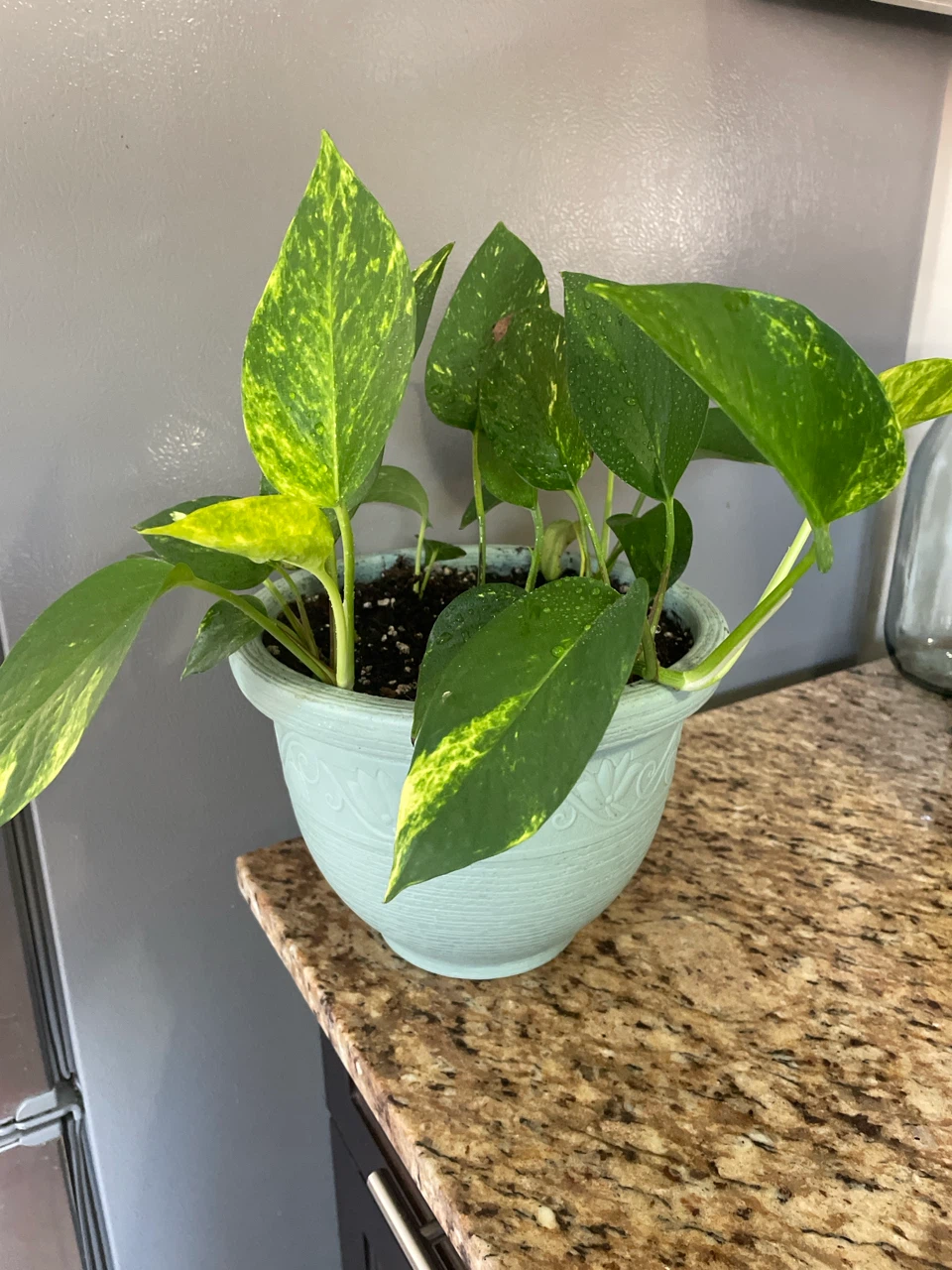 Pothos Plant in Blue Pot